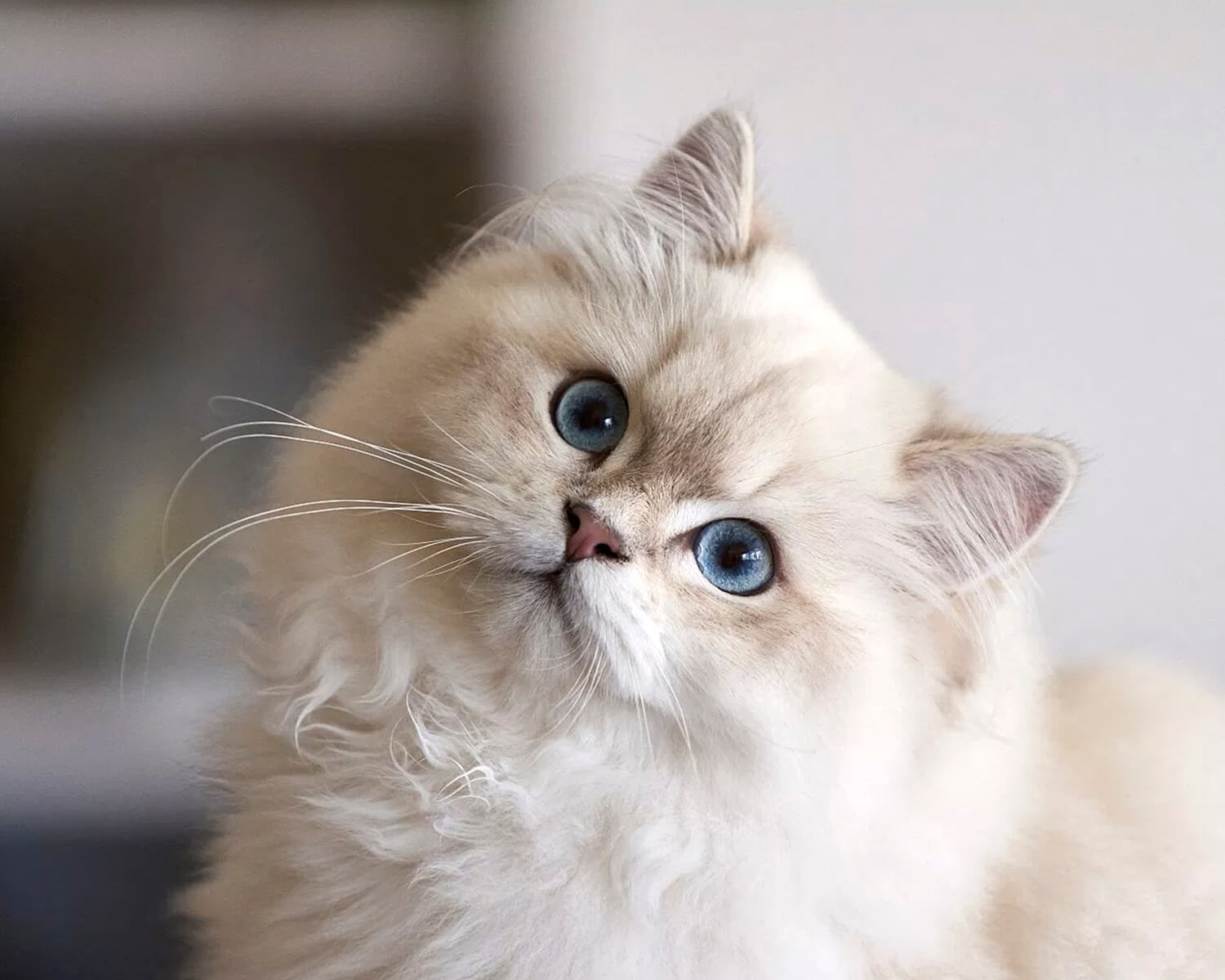 영국 상아탑에 틀어 박힌 고양이