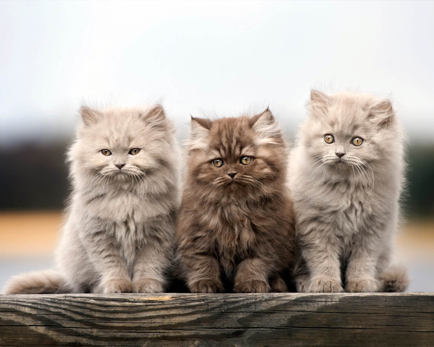 영국 상아탑에 틀린 새끼 고양이
