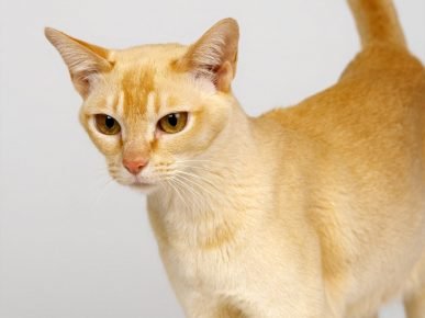 실론 고양이