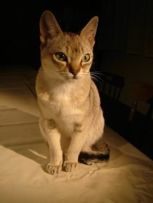 실론 고양이