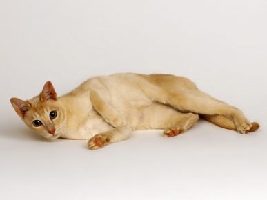 실론 고양이