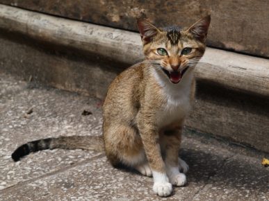 실론 고양이