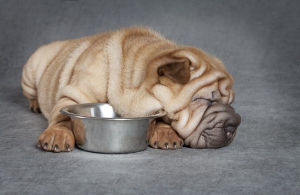 Sharpei에게 먹을 것