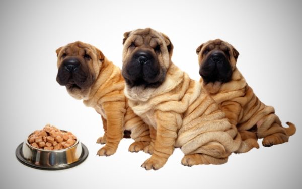 sharpei를 먹이는 방법 기사를 읽으십시오