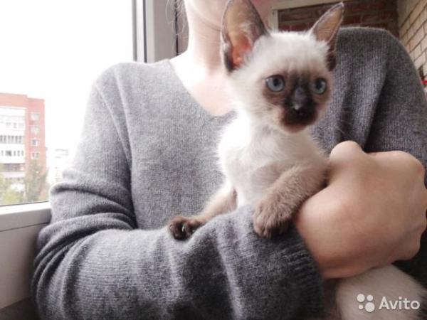 1 에서 6 까지 태국 새끼 고양이의 사진 및 개발 월