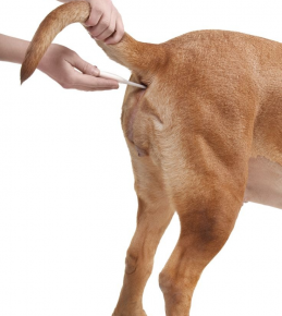 개 체온 측정