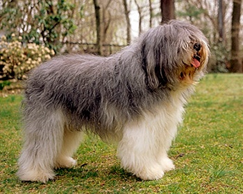 폴란드 저지대 몰이 폴란드어 저지대 몰이, Polski Owczarek Nizinny, Valee Sheepdog, PON, Nizinny, PLS