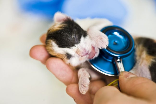 고양이 자신이 출산에 완벽하게 대처할 것이라고 생각하지만, 고양이를 낳는 과정에서 주인의 역할을 과대 평가하기는 어렵습니다. 항상 거기에 있고 도와야합니다.
