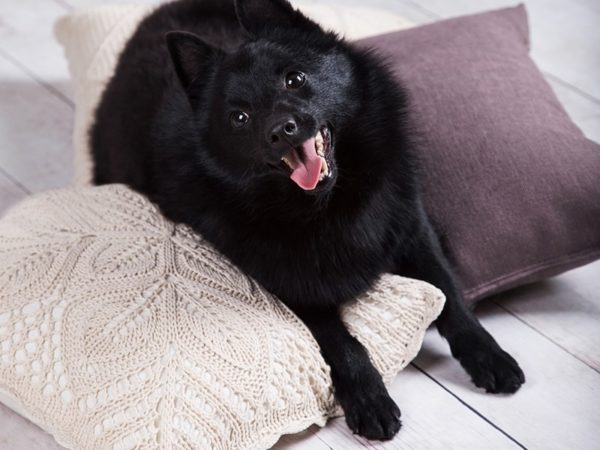 귀여운 Schipperke
