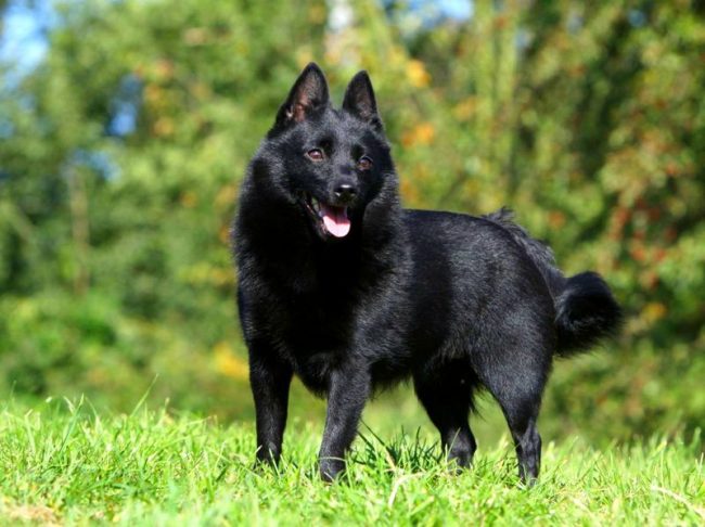 절대적으로 검은 색, 작고 푹신한 Schipperke는 귀여운 장난감처럼 보이지만 가슴에 용감한 심장 박동이 있습니다. 그는 훌륭한 사냥꾼이자 민감한 파수꾼으로, 짖는 소리로 지구 전체를 깨울 수 있습니다. 절대적으로 검은 색, 작고 푹신한 Schipperke는 귀여운 장난감처럼 보이지만 가슴에 용감한 심장 박동이 있습니다. 그는 훌륭한 사냥꾼이자 민감한 파수꾼으로, 짖는 소리로 지구 전체를 깨울 수 있습니다.
