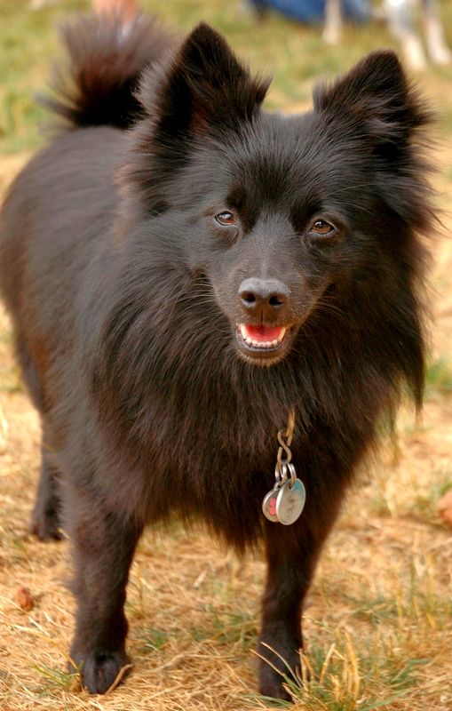 Schipperke는 성인 개가 모든 행인을 짖지 않고 으르렁 거리거나 노크하여 문을 서두르지 않도록 조기 사회화가 필요합니다. Schipperke는 성인 개가 모든 행인을 짖지 않고 으르렁 거리거나 노크하여 문을 서두르지 않도록 조기 사회화가 필요합니다.