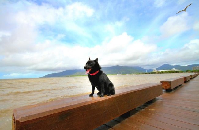 Schipperke는 당신의 가정에 많은 기쁨과 긍정적을 가져올 것입니다 Schipperke는 당신의 가정에 많은 기쁨과 긍정적을 가져올 것입니다