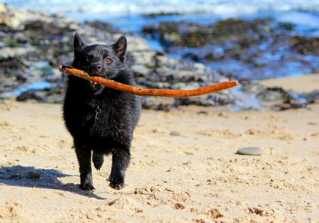 가족에서 자라면서 Schipperke는 그의 애정 어린 성향, 무제한 헌신 및 모든 게임을 지원하려는 의지로 빠르게 인기를 얻고 있습니다. 가족에서 자라면서 Schipperke는 그의 애정 어린 성향, 무제한 헌신 및 모든 게임을 지원하려는 의지로 빠르게 인기를 얻고 있습니다.