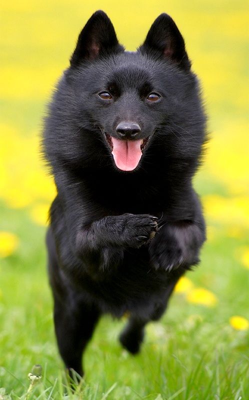 매우 민첩하고 활기차고 호기심 많은 Schipperke는 아직 앉아 있지 않습니다. 그는 끊임없이 무언가를 탐색하고 어딘가에서 달리고 있습니다. 매우 민첩하고 활기차고 호기심 많은 Schipperke는 아직 앉아 있지 않습니다. 그는 끊임없이 무언가를 탐색하고 어딘가에서 달리고 있습니다.