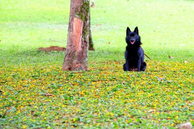 육종가가 정한 기술은 Schipperke를 경비원과 사냥꾼으로 사용할 수있게합니다. 도시 조건에서이 품종은 유쾌하고 사랑스러운 동반자 역할을합니다. 육종가가 정한 기술은 Schipperke를 경비원과 사냥꾼으로 사용할 수있게합니다. 도시 조건에서이 품종은 유쾌하고 사랑스러운 동반자 역할을합니다.