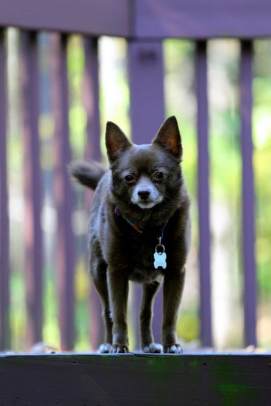 아기 Schipperke 아기 Schipperke