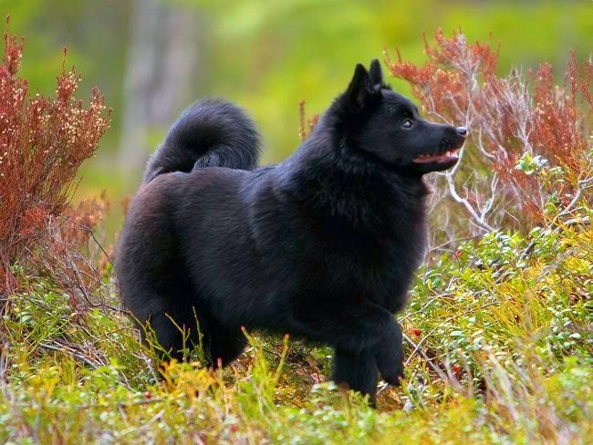 자신감 있고 독립적 인 흑인 아기 Schipperke는 낯선 사람에게만 자신의 성격을 보여줍니다. 자신의 입장에서는 항상 부드럽고 순종적입니다. 자신감 있고 독립적 인 흑인 아기 Schipperke는 낯선 사람에게만 자신의 성격을 보여줍니다. 자신의 입장에서는 항상 부드럽고 순종적입니다.