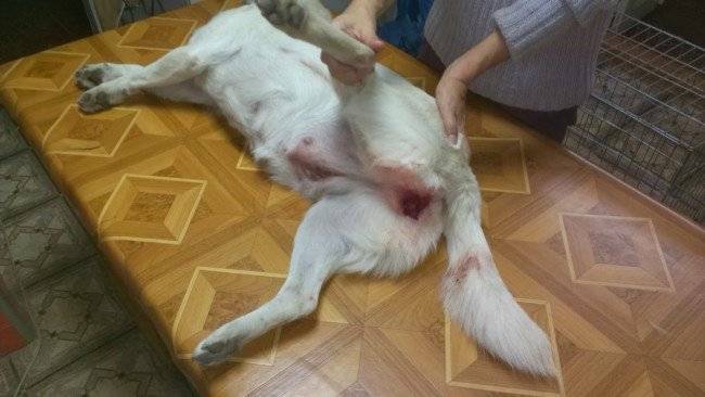 짝짓기를위한 개 준비