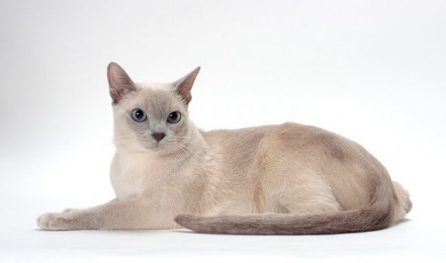 톤킨 고양이