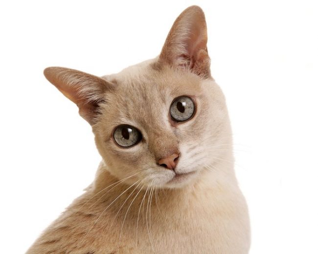 톤킨 고양이