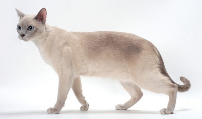 톤킨 고양이
