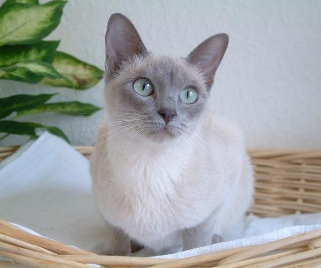 톤킨 고양이