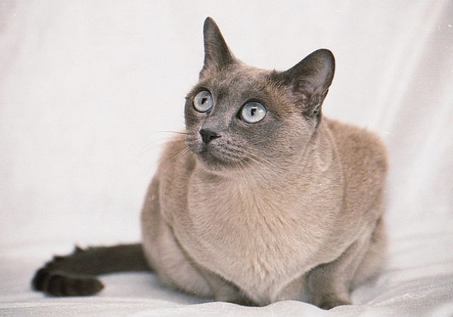 톤킨 고양이