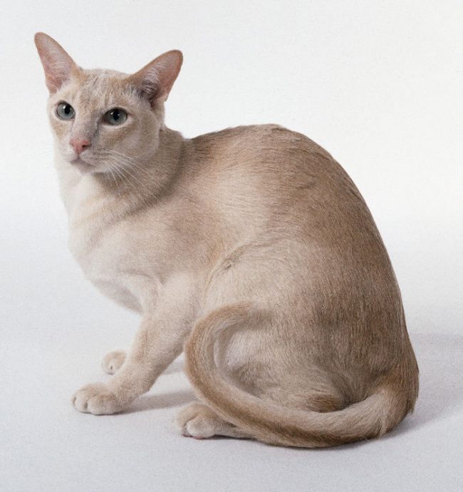 톤킨 고양이