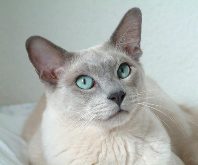 톤킨 고양이