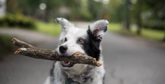 스틱을 가진 국경 콜리
