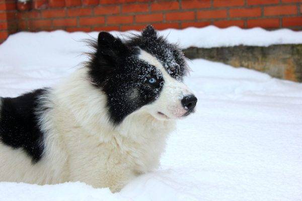 눈 속의 야 쿠트 허스키
