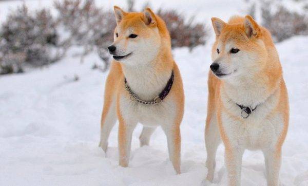 시바